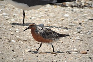 Sandpiper, Red Knot, 2007-05230197b